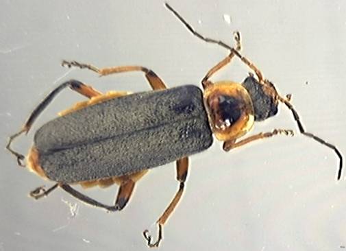 Cantharis nigricans